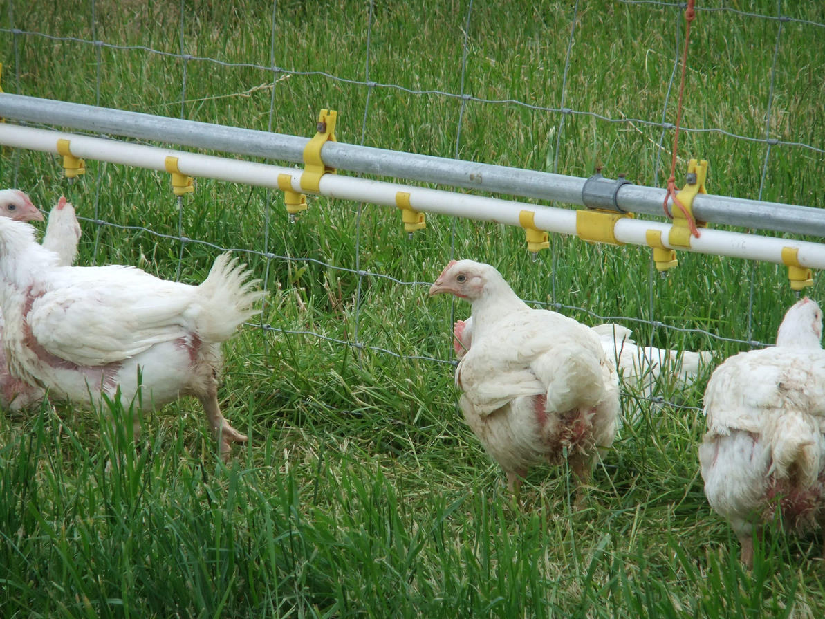 Free Range Chickens, Organically Grown in Saanich - Deposit